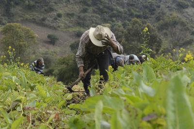 Sin tierra ni apoyo estatal, excombatientes transforman su pasado en proyectos productivos